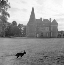 Sasha the rabbit ran by the Chateau de Maillebois, where myxomatosis was first introduced in France