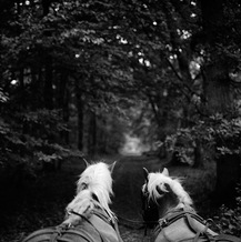 A carriage led by two Haflinger ponies went through the woods of the Park of Maillebois