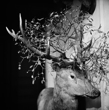 Mistletoe adorned a Stag originally caught by Hubert Lionel Latham and now standing at the entrance of the castle